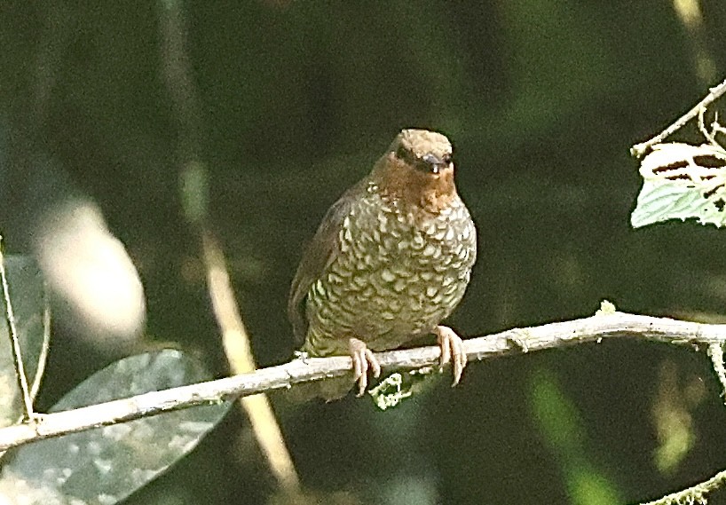 Jameson's Antpecker - ML639670958