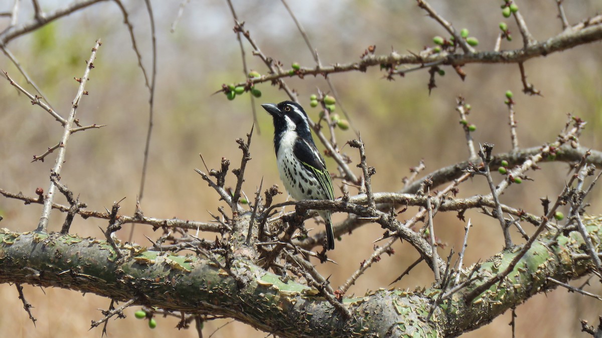 Spot-flanked Barbet - ML639670975
