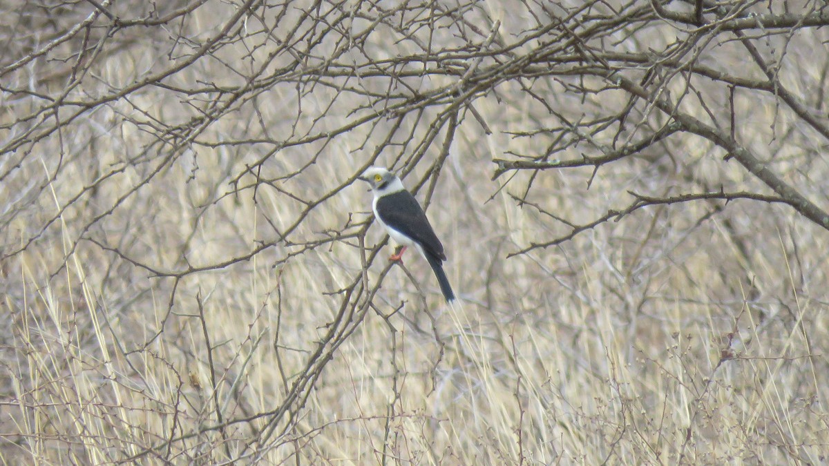 White-crested Helmetshrike - ML639670977