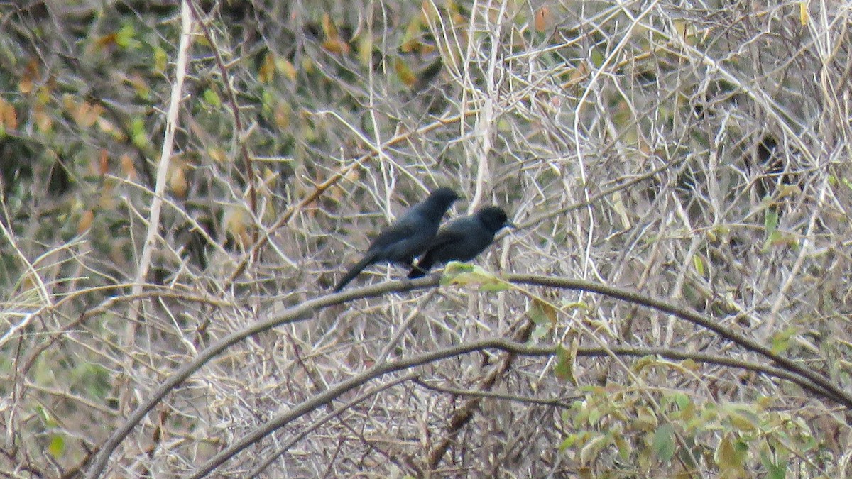 Slate-colored Boubou - ML639670983