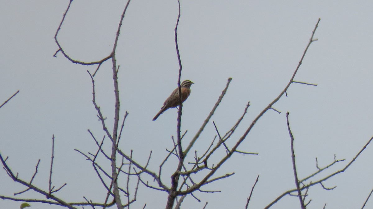Cinnamon-breasted Bunting - ML639670987