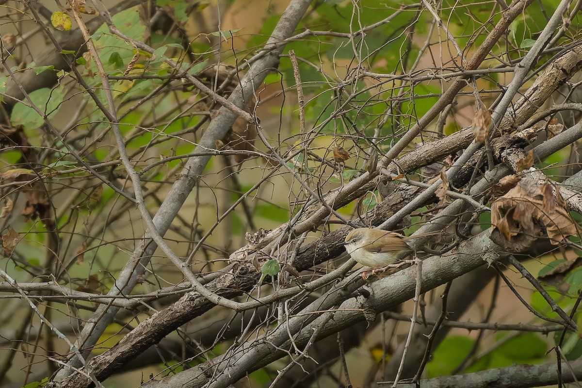 Akça Prinya - ML639671074