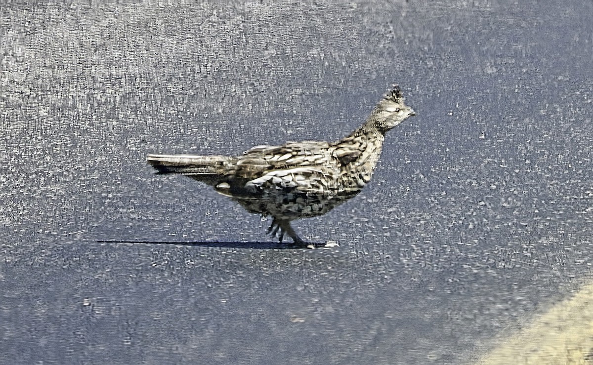 Ruffed Grouse - ML639671105