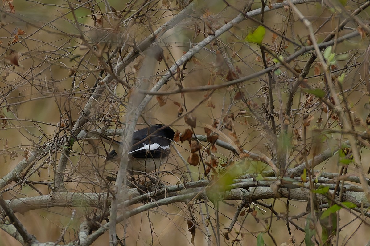 Çinhindi Alaca Bülbülü - ML639671135