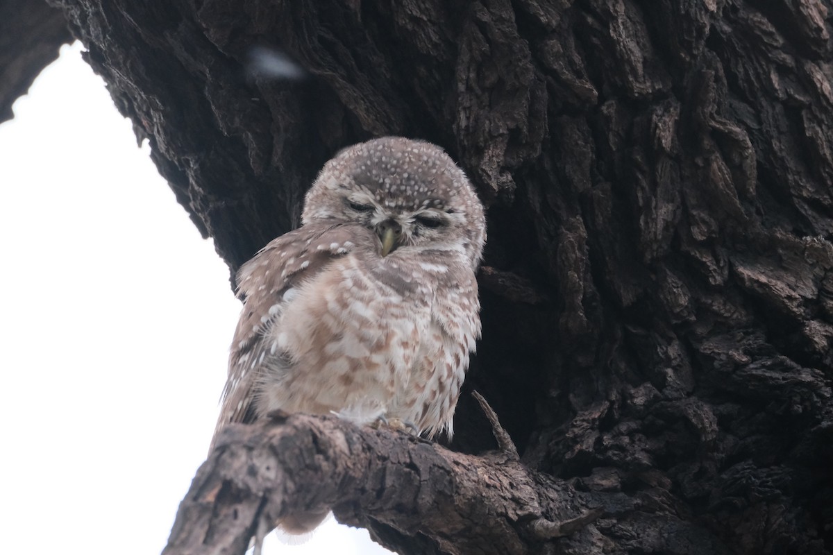 Spotted Owlet - ML639671219