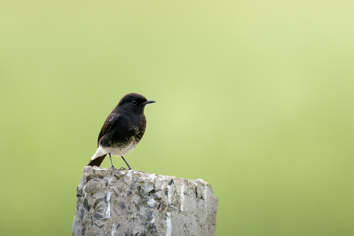 Kara Taşkuşu - ML639671294