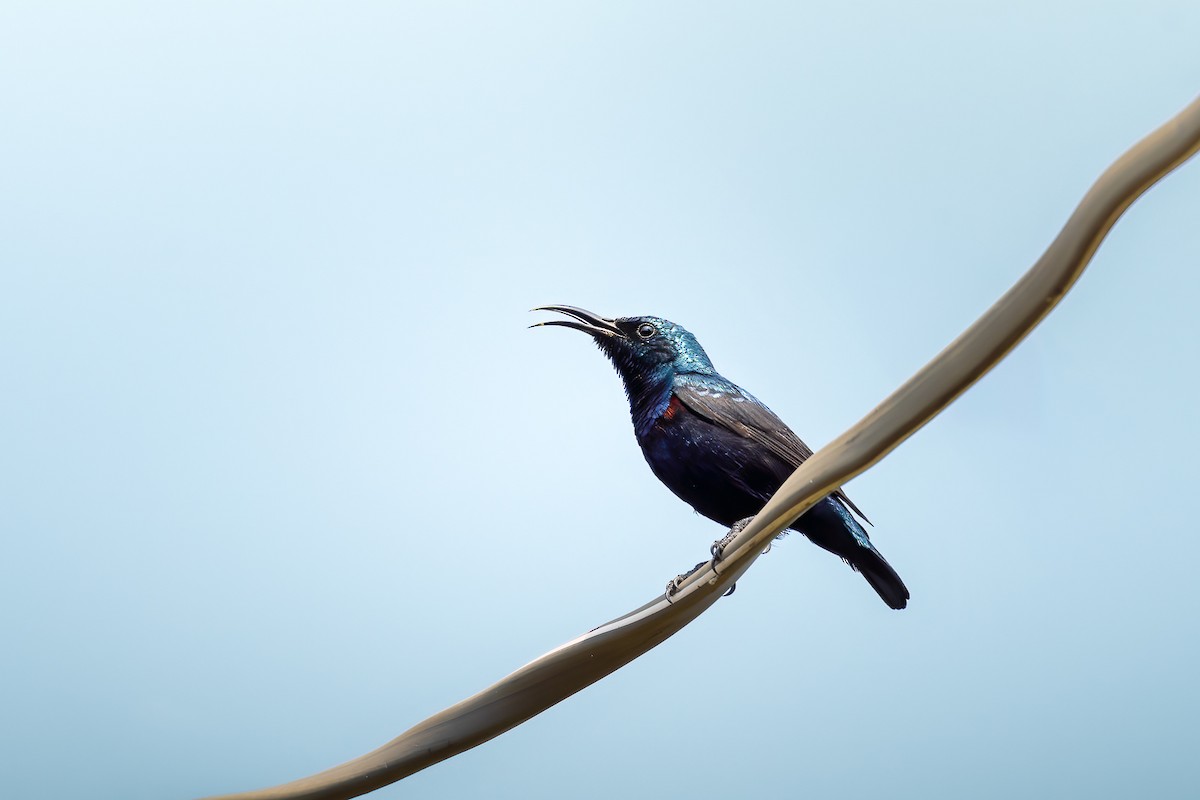 Mor Nektarkuşu - ML639671303