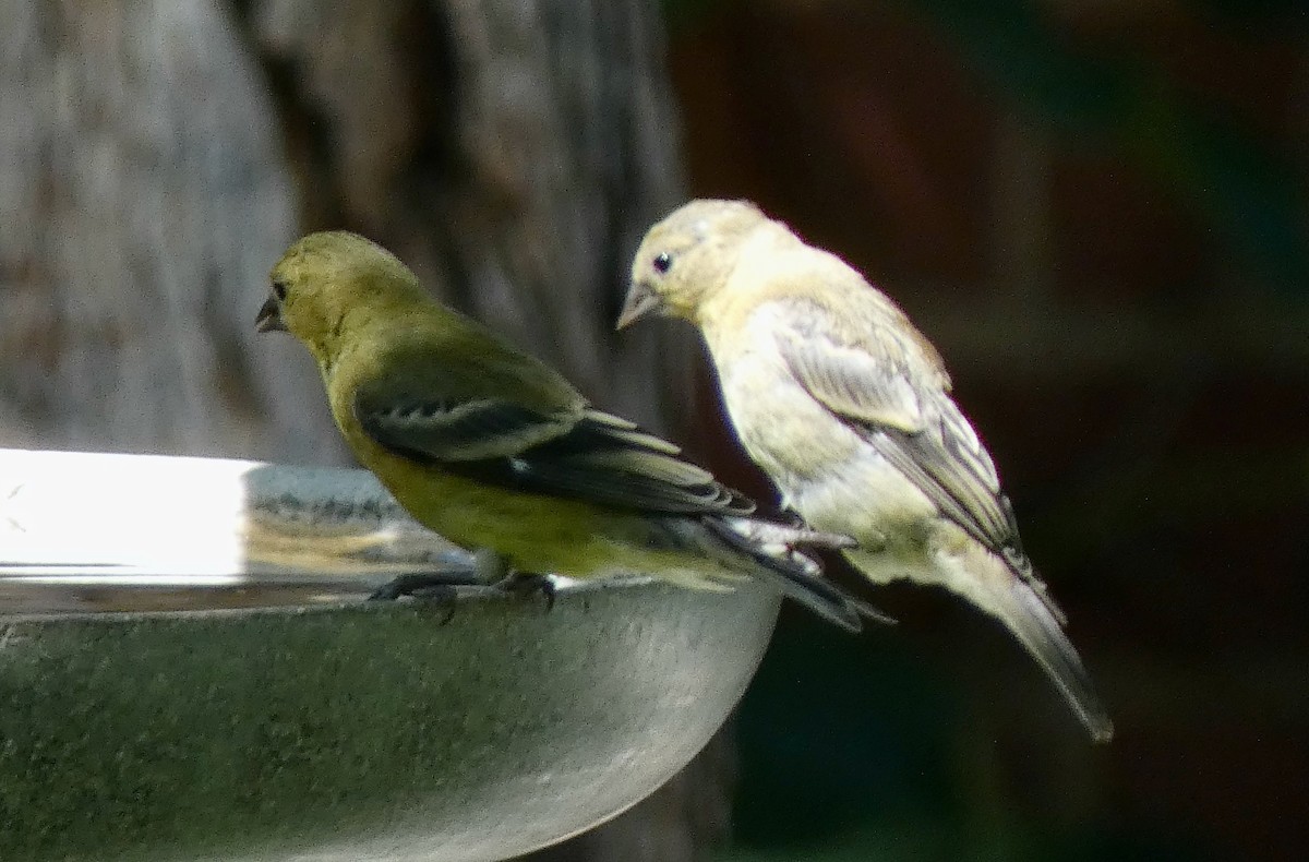 Lesser Goldfinch - ML639671359