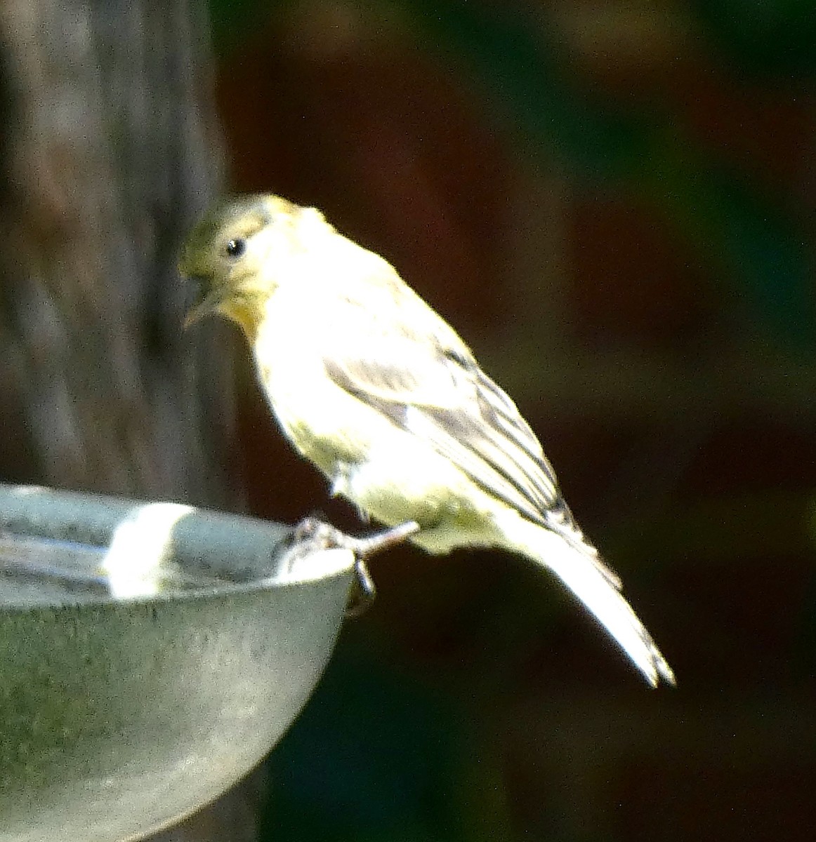 Lesser Goldfinch - ML639671360
