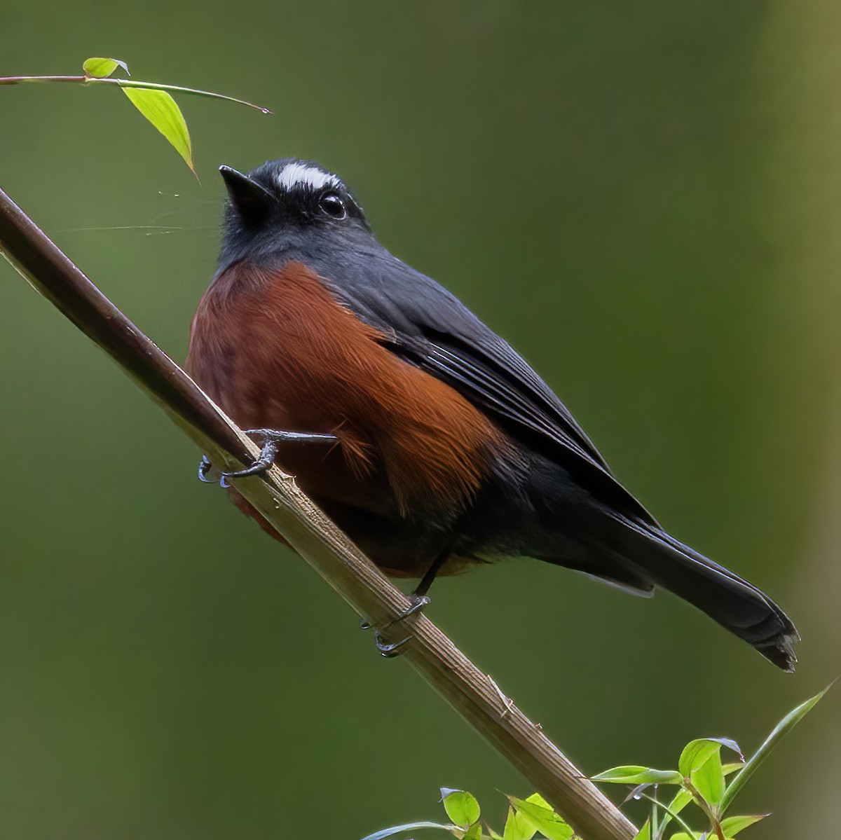 Chestnut-bellied Chat-Tyrant - ML639671374