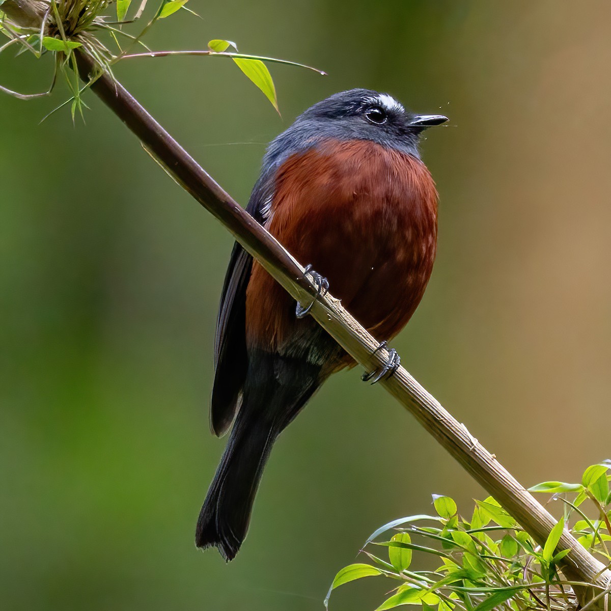 Chestnut-bellied Chat-Tyrant - ML639671375