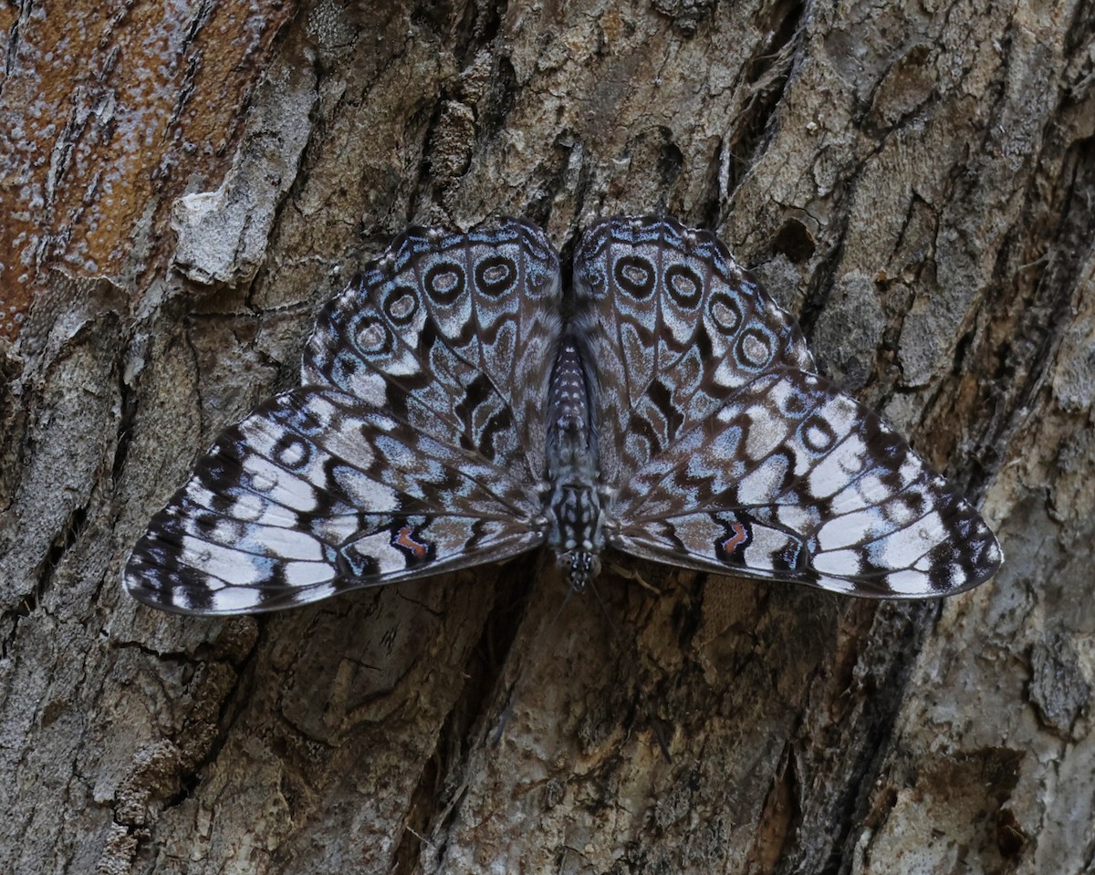 Mariposa tronadora de Guatemala - ML639671434