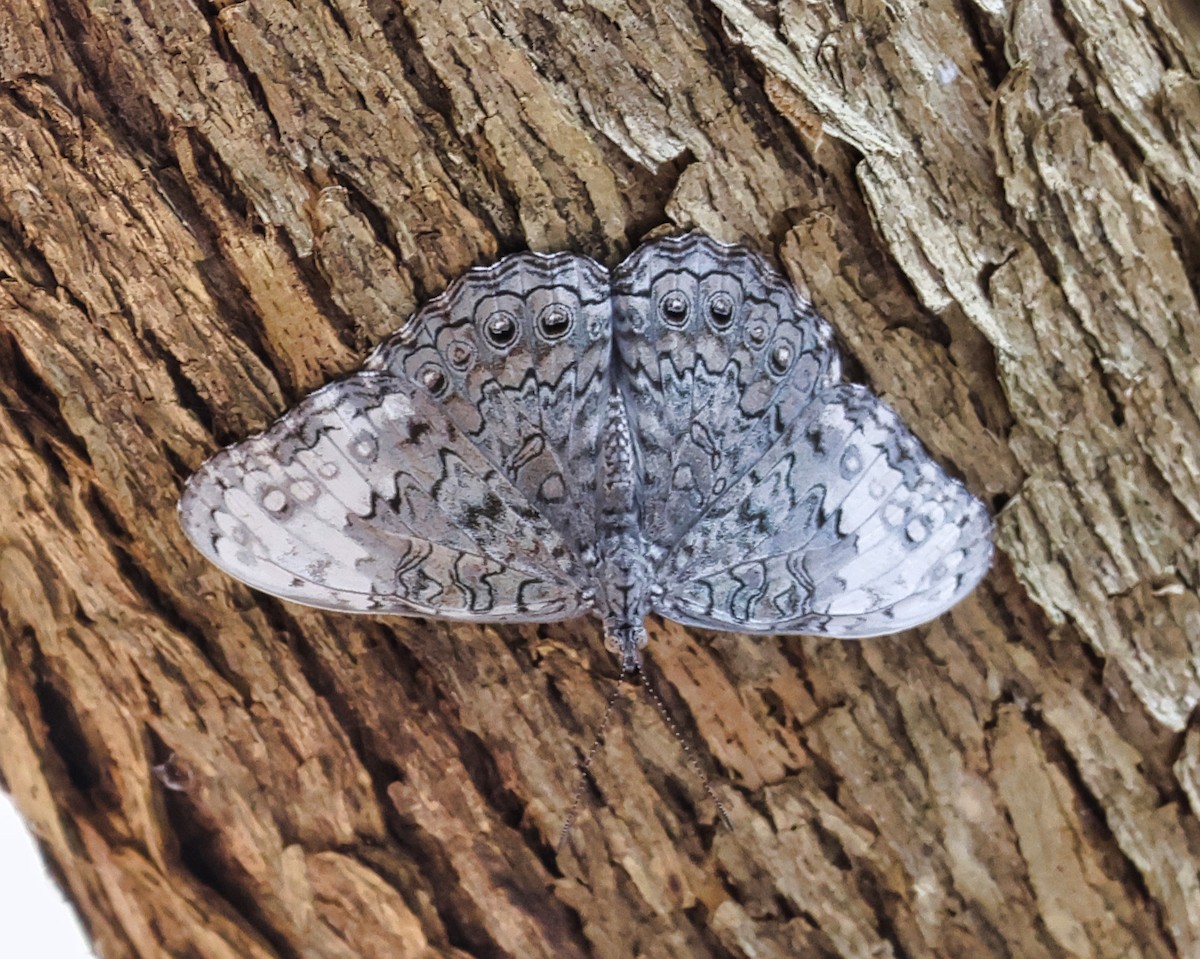 Mariposa Tronadora de ala blanca - ML639671436