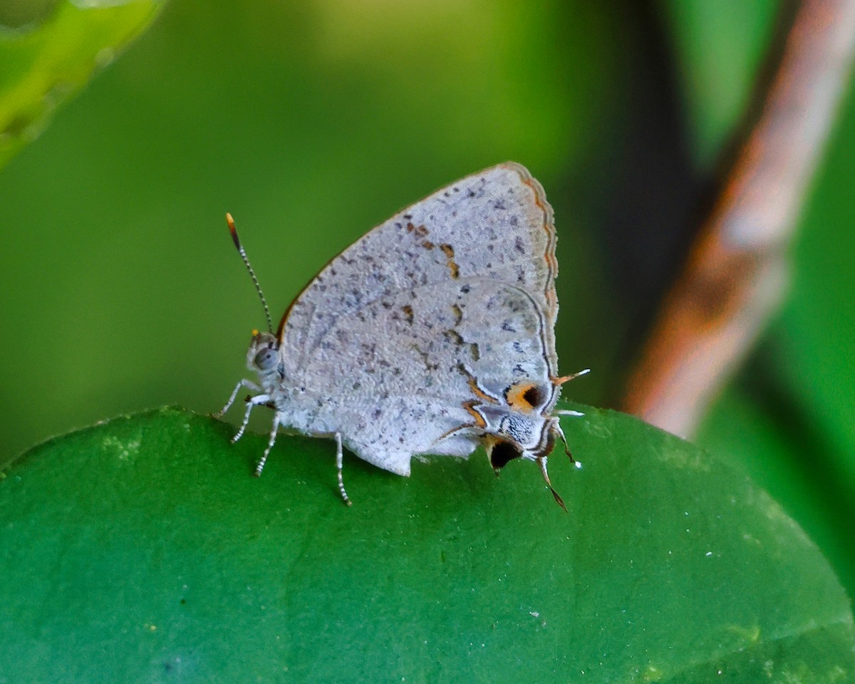 Mariposa sedosa Sonorense - ML639671437