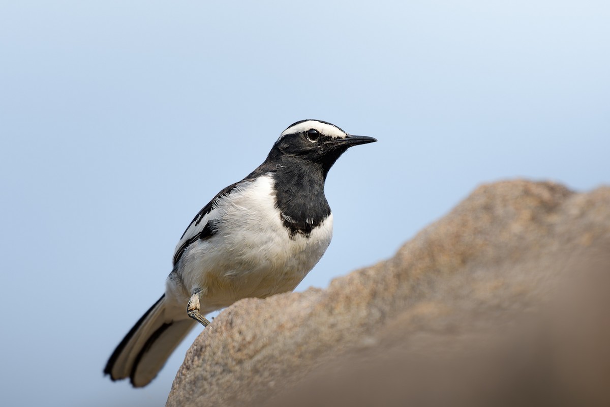 Ak Kaşlı Kuyruksallayan - ML639671439