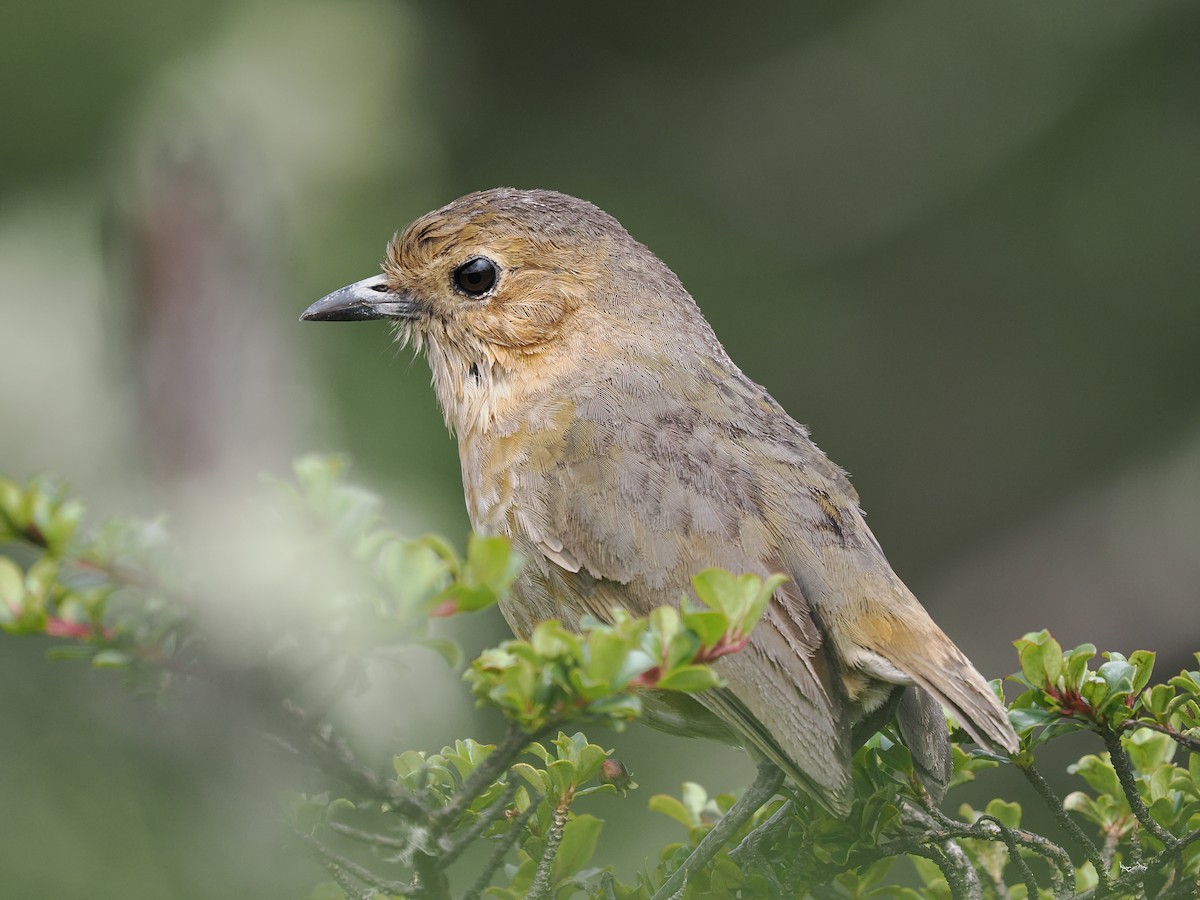 Boyaca Antpitta - ML639671441