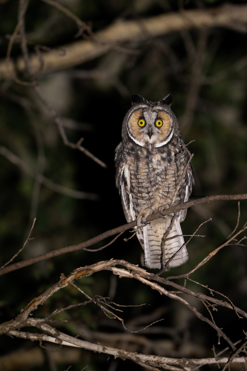 トラフズク（wilsonianus／tuftsi） - ML639671489