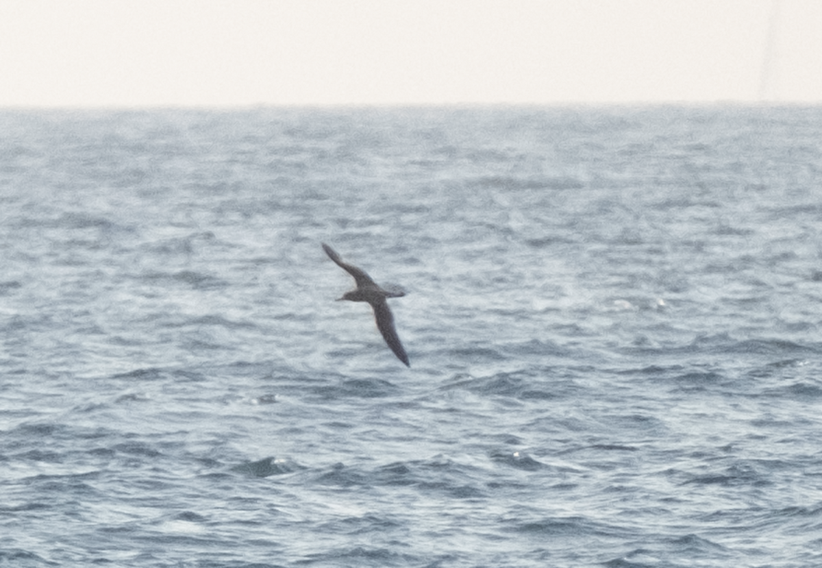 Scopoli's Shearwater - ML639671582