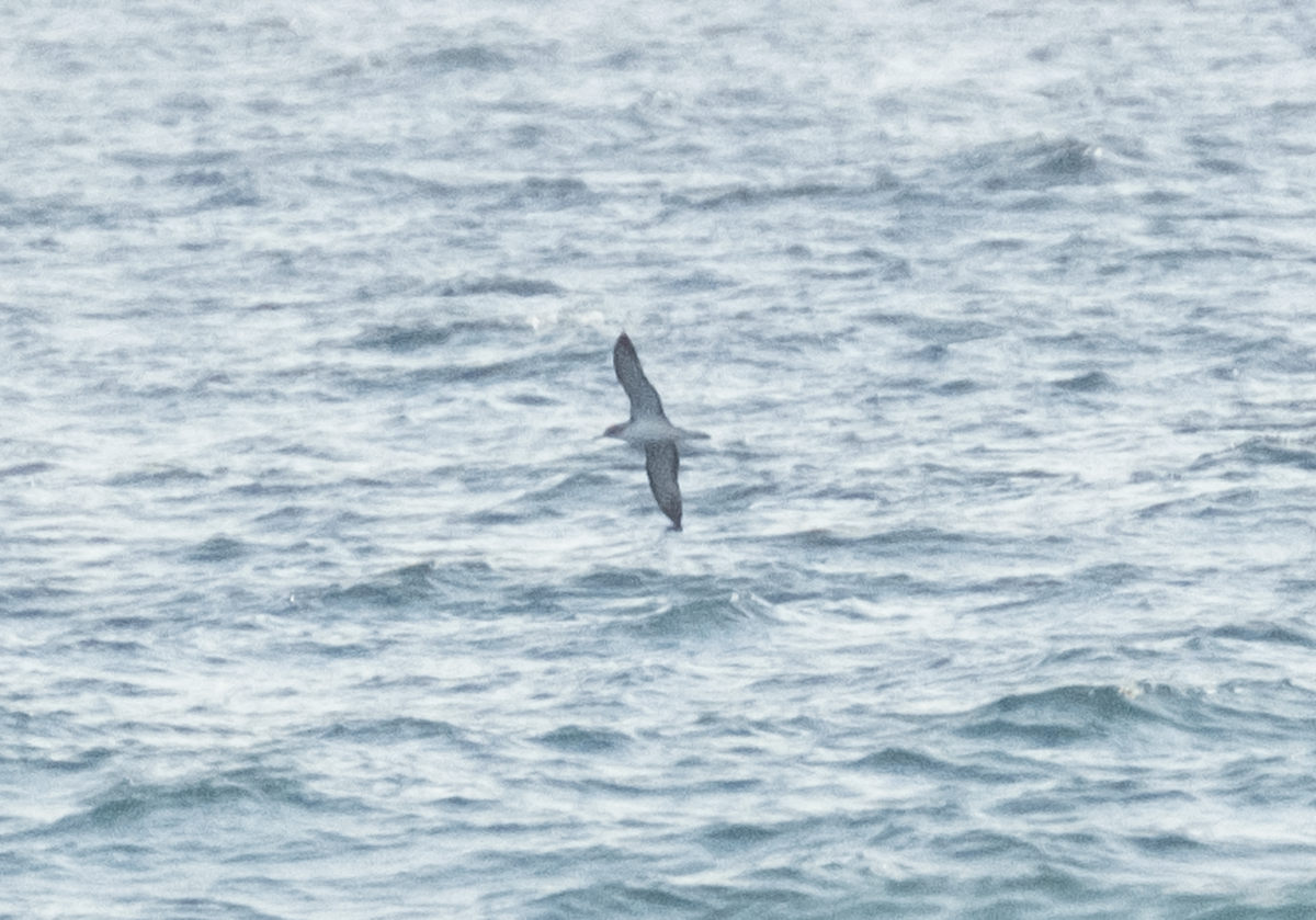 Scopoli's Shearwater - ML639671583