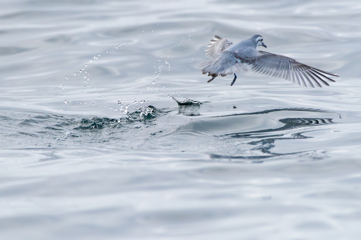 Slender-billed Prion - ML639671590
