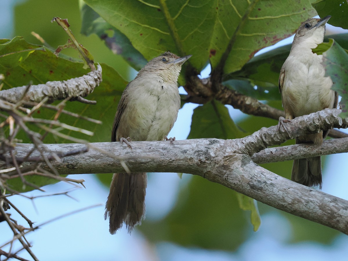Plain Thornbird - ML639671725