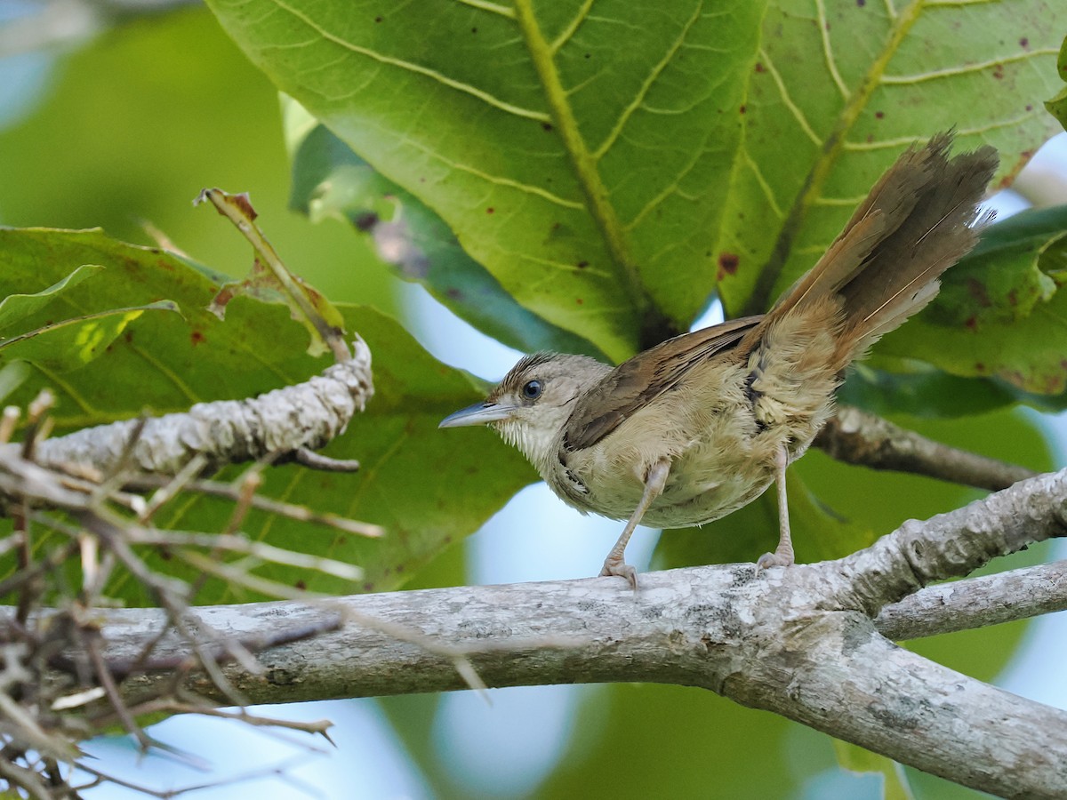 Plain Thornbird - ML639671726