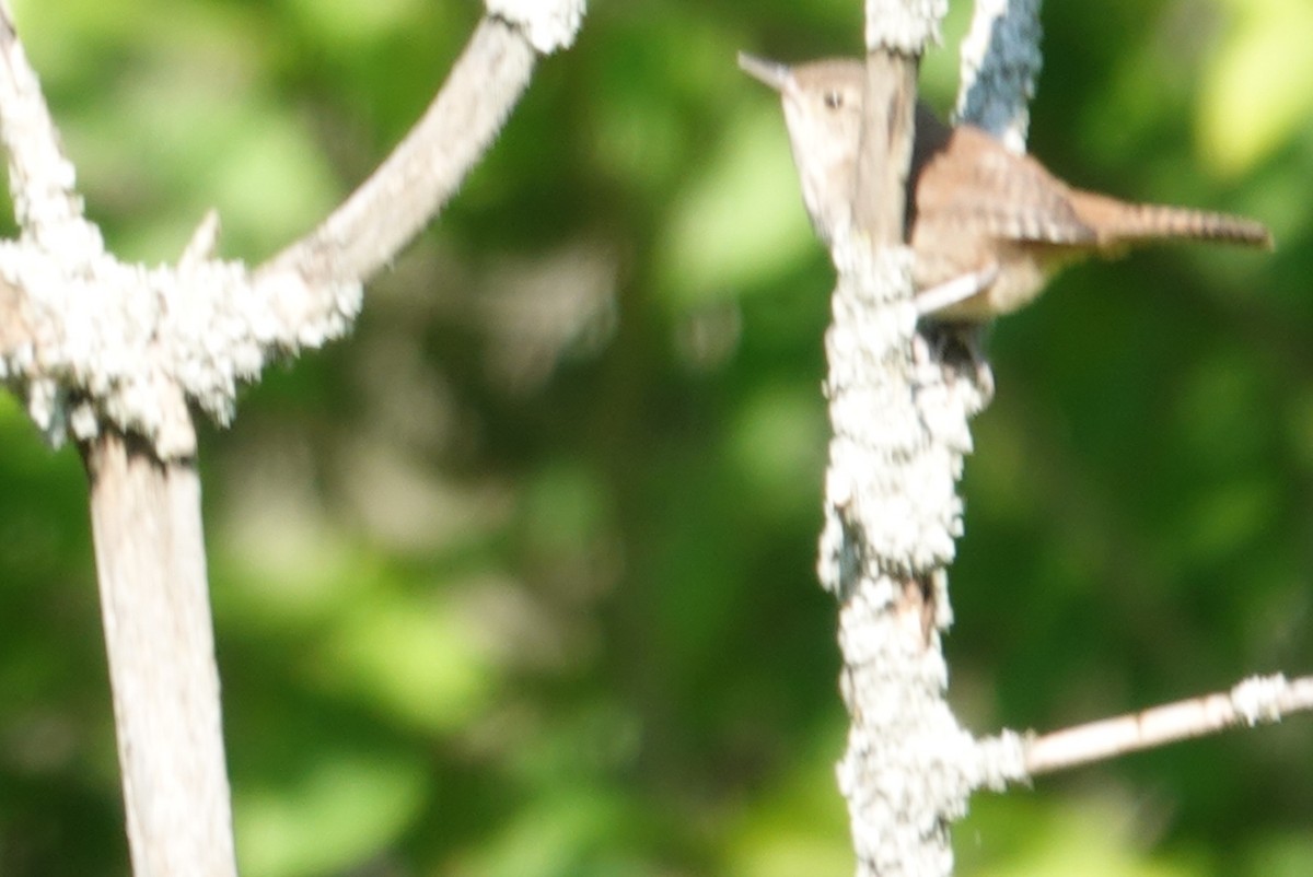 Northern House Wren - ML639671759