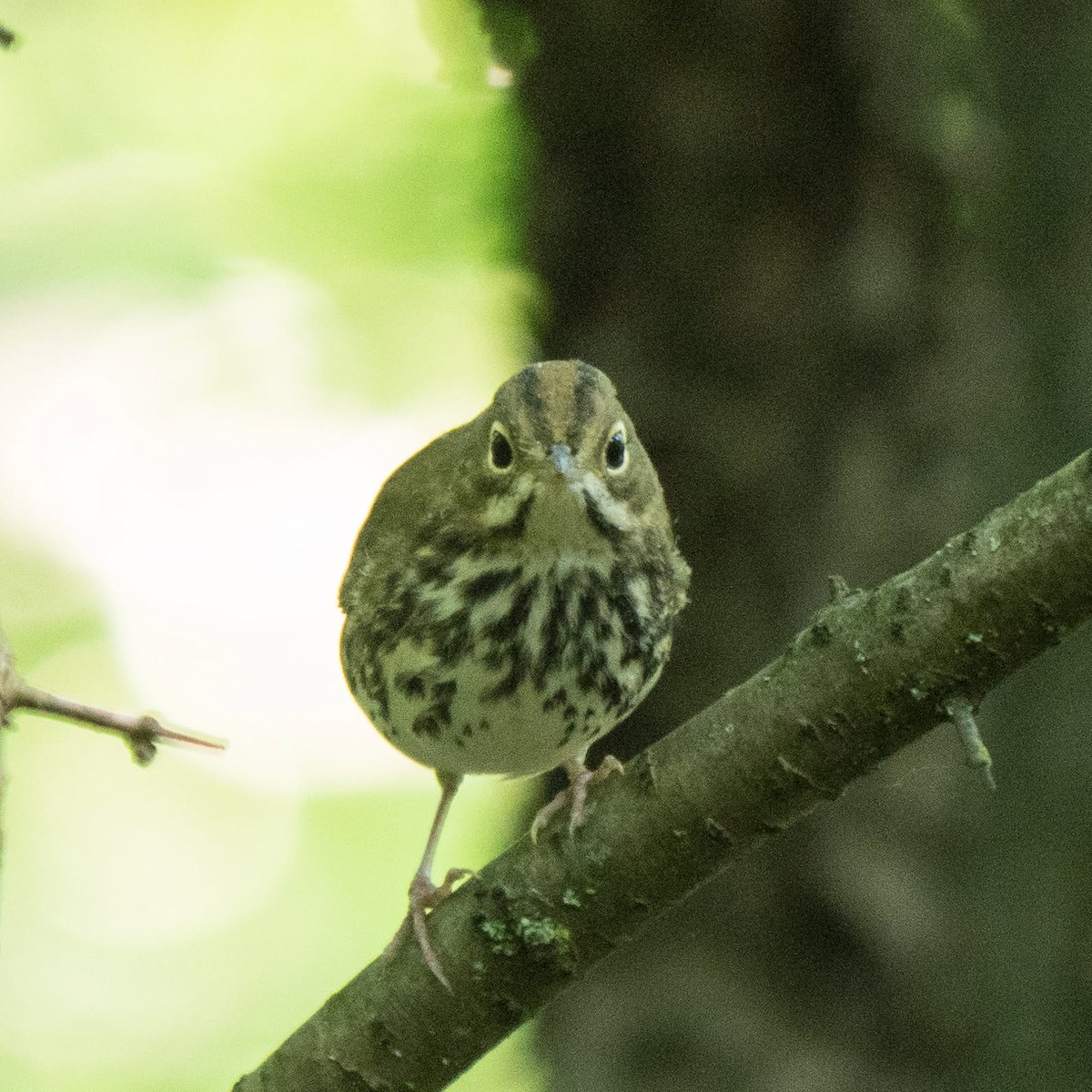 Ovenbird - ML639671780
