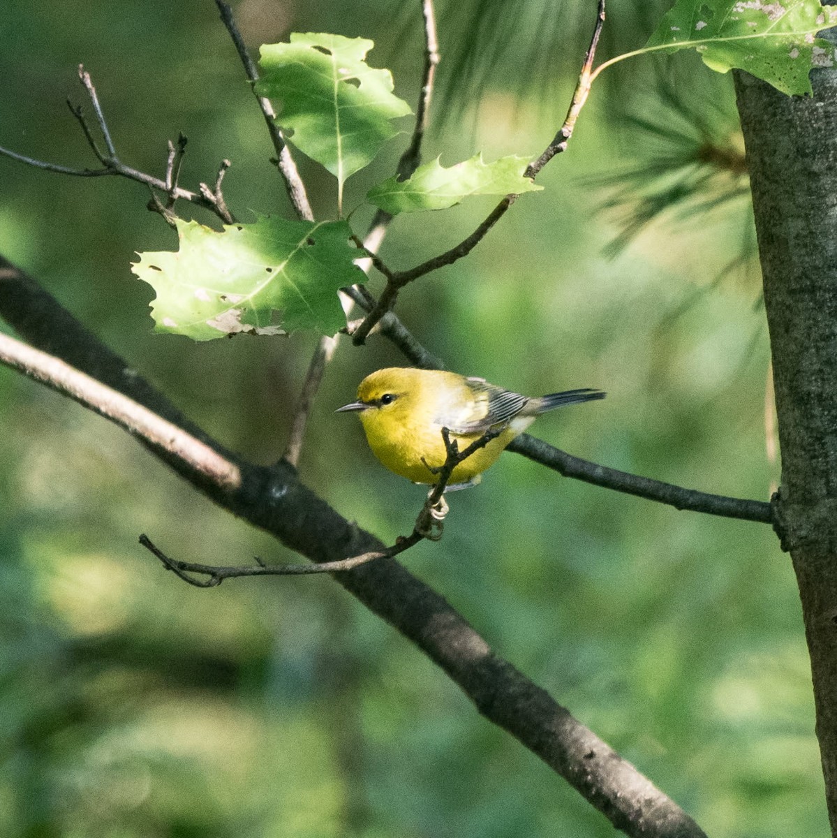 Blue-winged Warbler - ML639671803