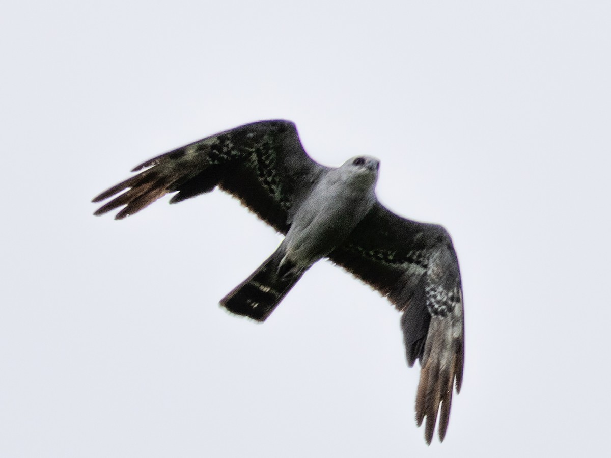 Mississippi Kite - ML639671934