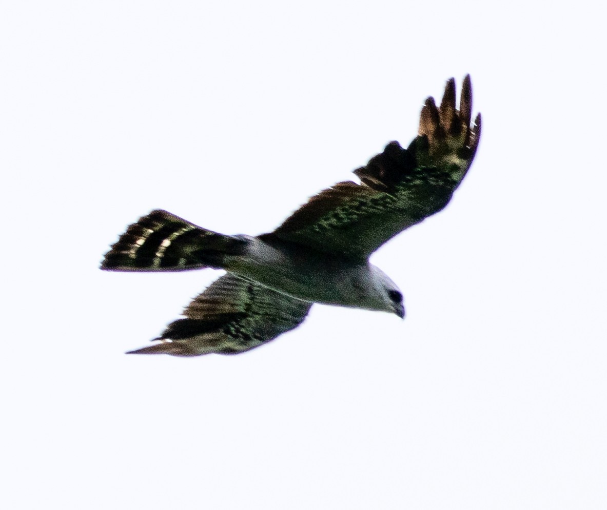 Mississippi Kite - ML639671935