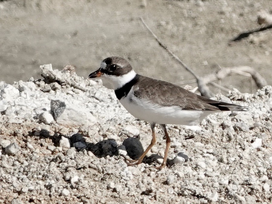 Semipalmated Plover - ML639671977