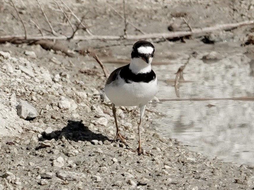 Semipalmated Plover - ML639671981