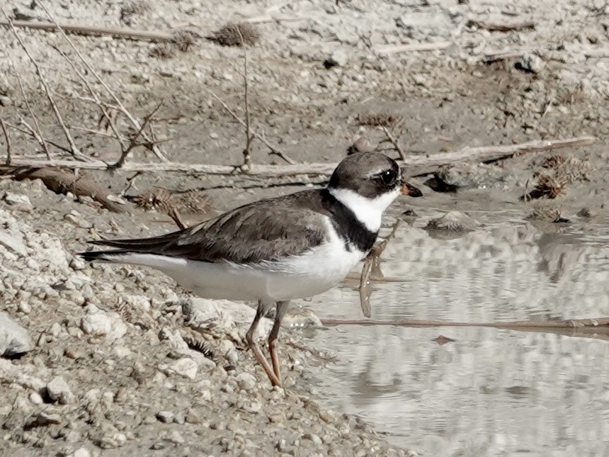 Semipalmated Plover - ML639671982