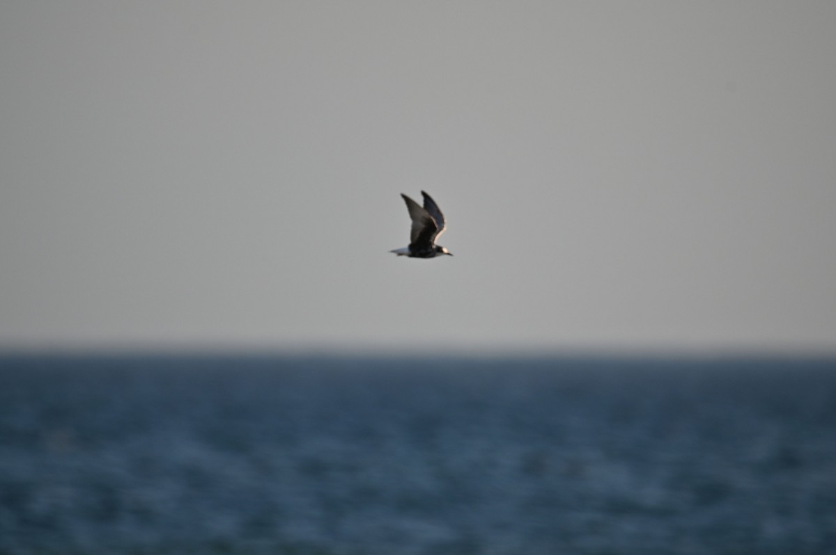 White-winged Tern - ML639671984