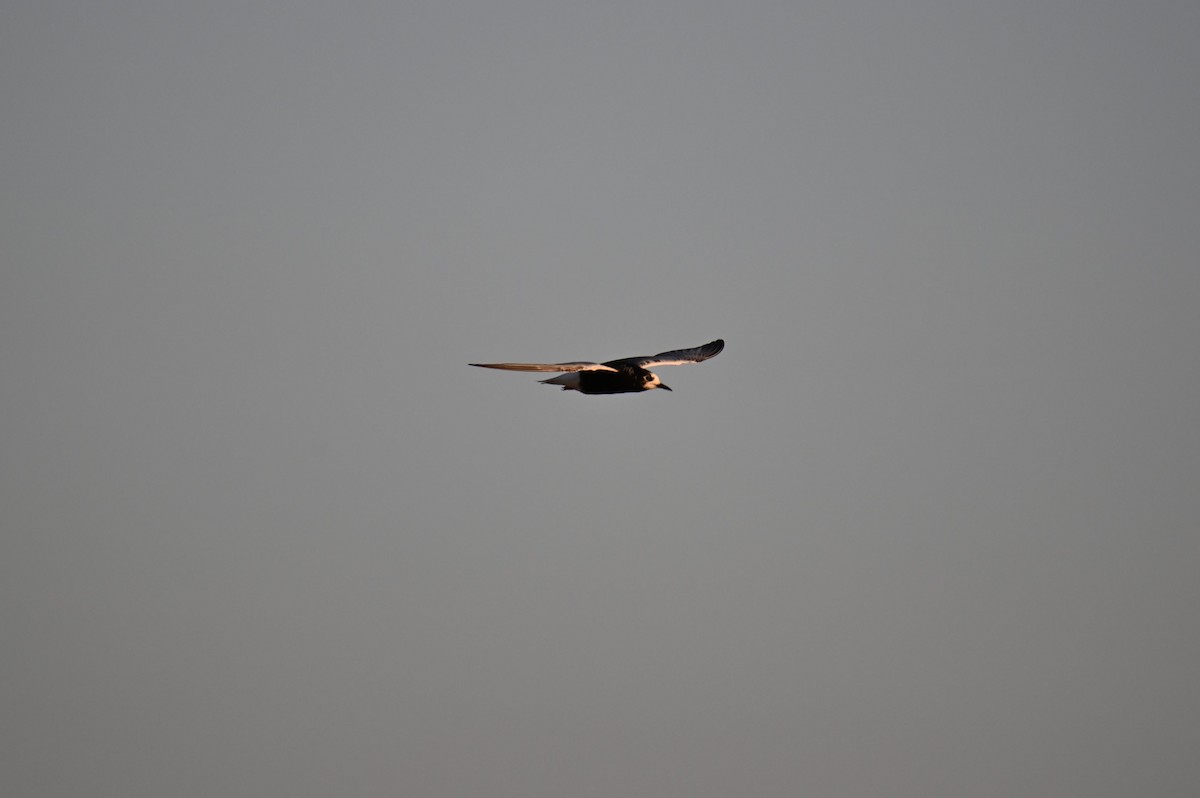 White-winged Tern - ML639671987
