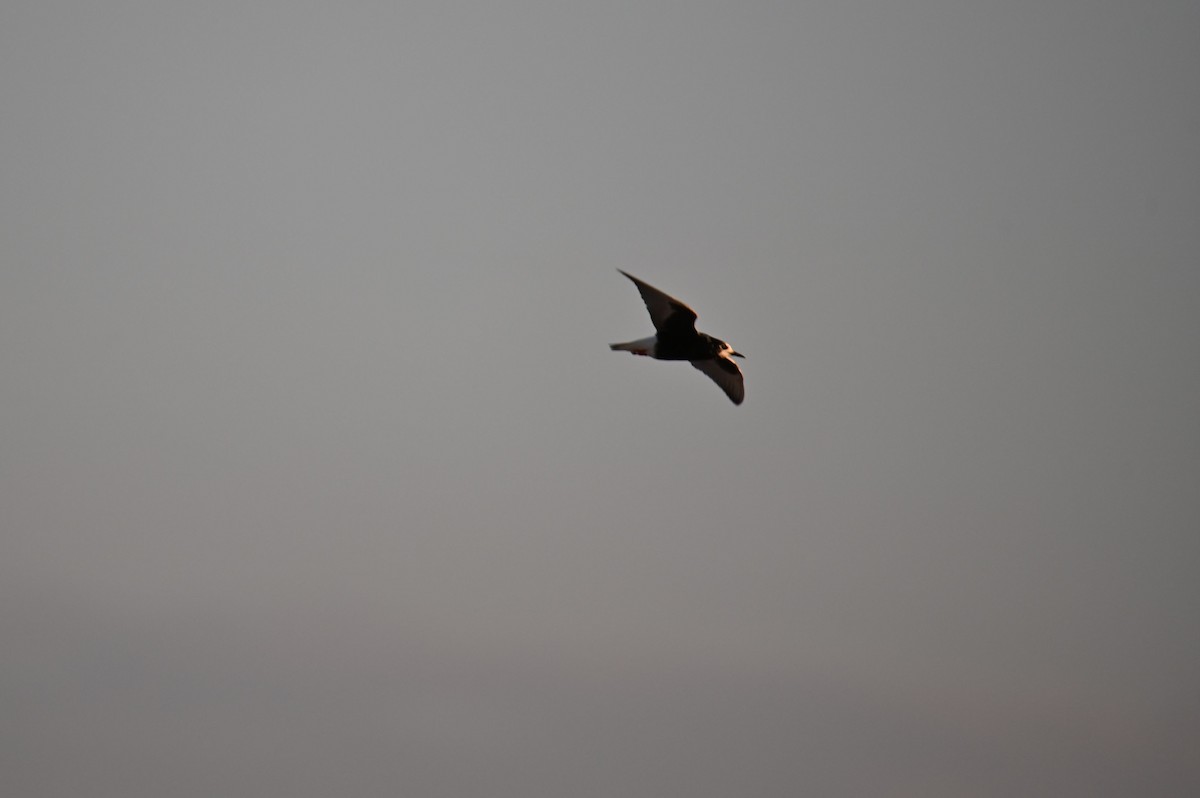 White-winged Tern - ML639671990