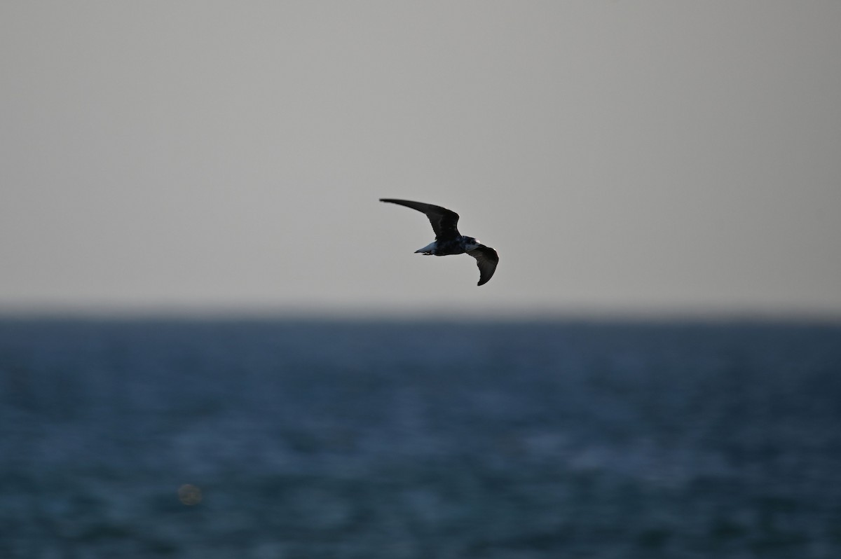 White-winged Tern - ML639671994