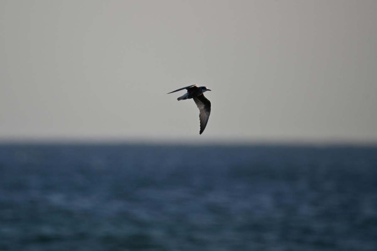 White-winged Tern - ML639671995