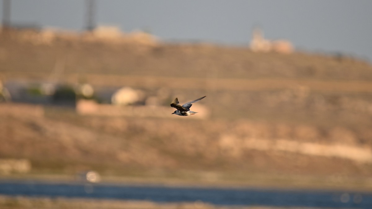 White-winged Tern - ML639671996