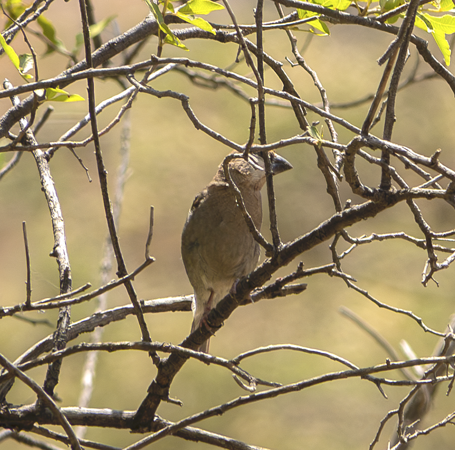 Arabian Grosbeak - ML639672042