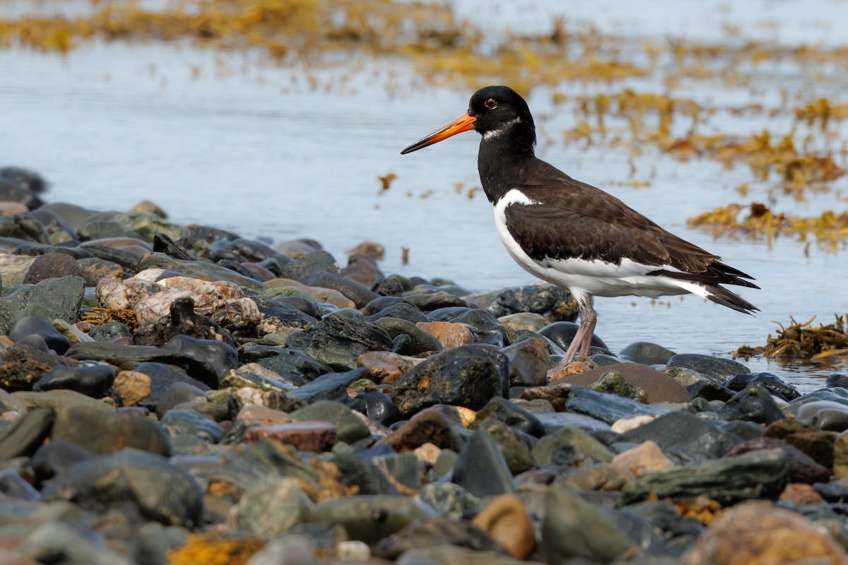 Eurasian Oystercatcher - ML639672114