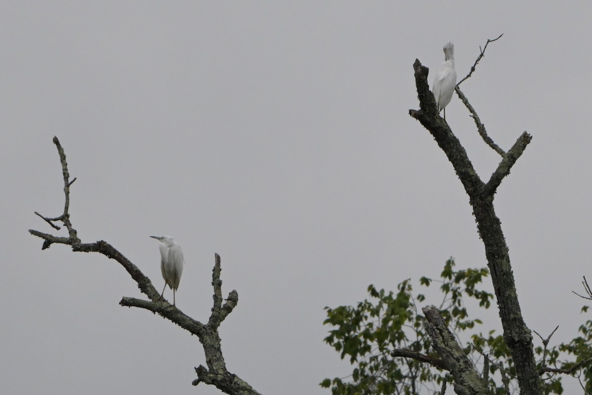 Little Blue Heron - ML639672128