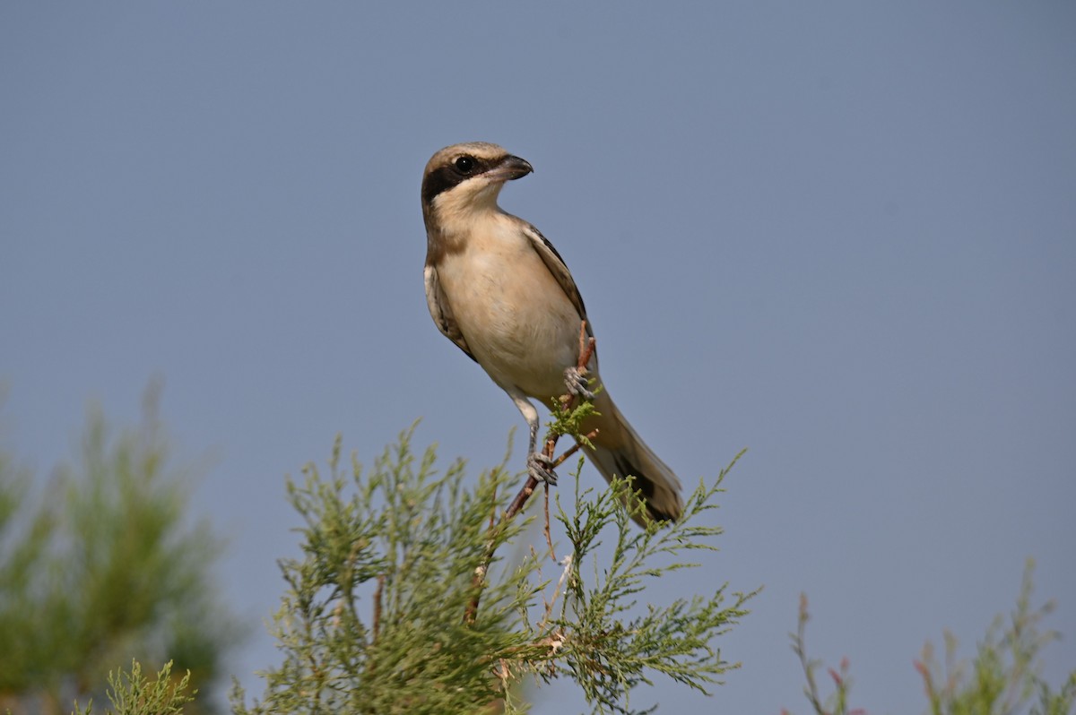 Lesser Gray Shrike - ML639672144