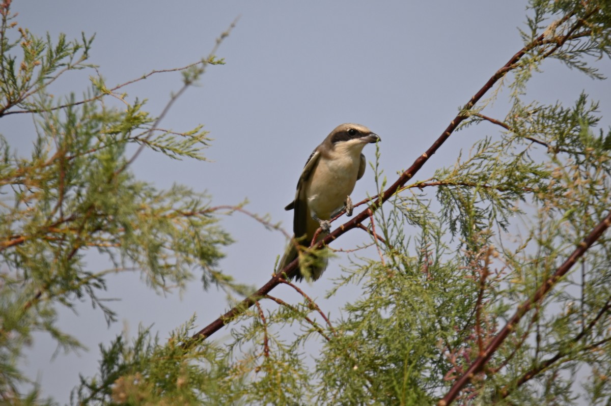 Lesser Gray Shrike - ML639672154