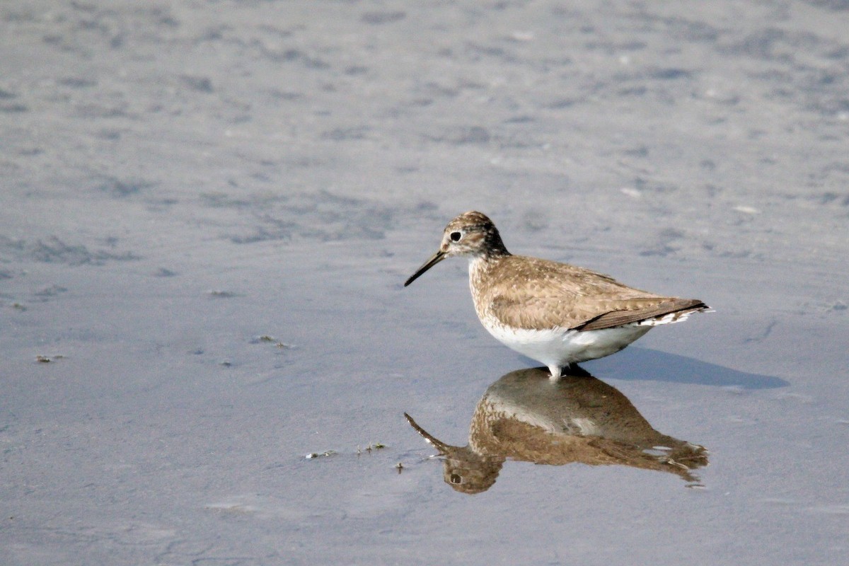 Solitary Sandpiper - ML639672256