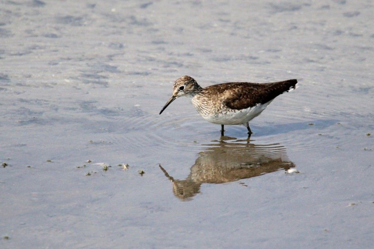 Solitary Sandpiper - ML639672257
