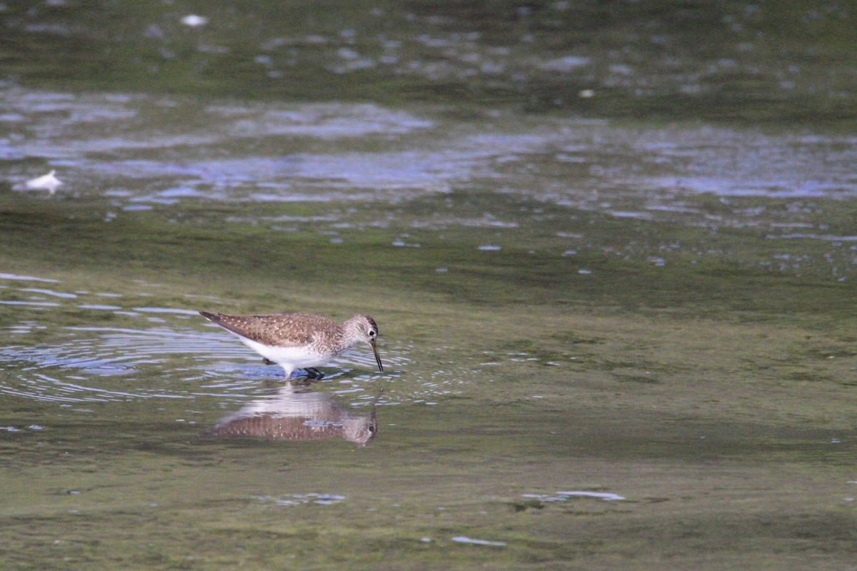 Solitary Sandpiper - ML639672258