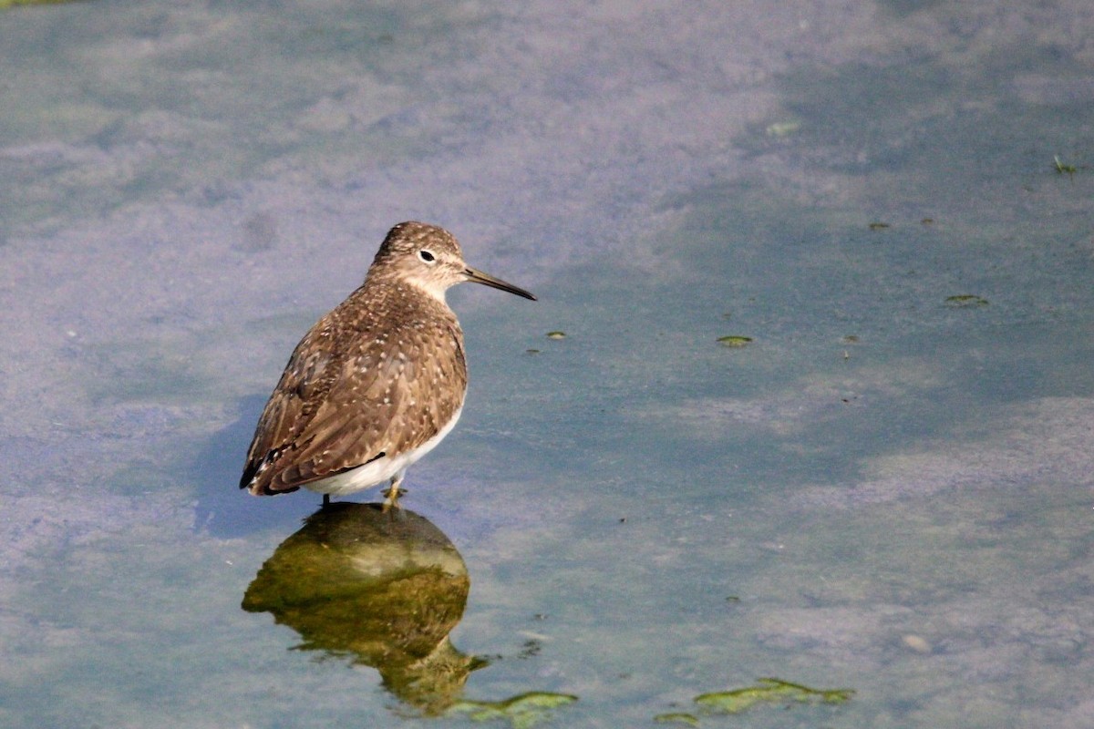 Solitary Sandpiper - ML639672259