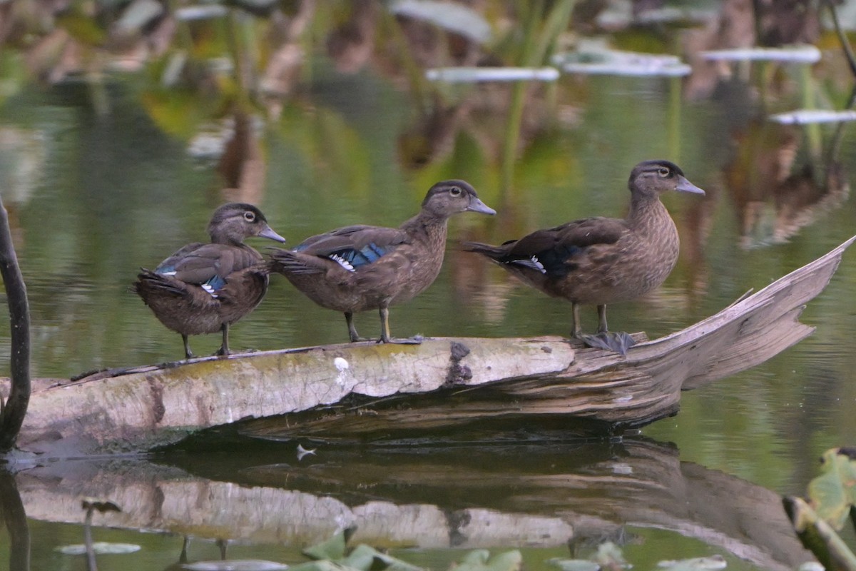 Wood Duck - ML639672272